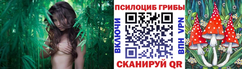 Купить где  Удачный  Псилоцибиновые грибы Psilocybe 